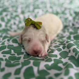 Fiskar - Caramel cream female Labradoodle puppy in Camden, North Carolina from Oopsie Doodles of NC