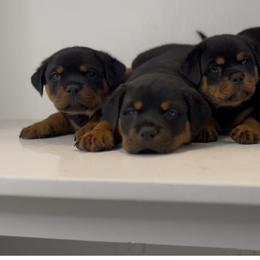 Rottweiler Puppies from Vonbart Rottweilers