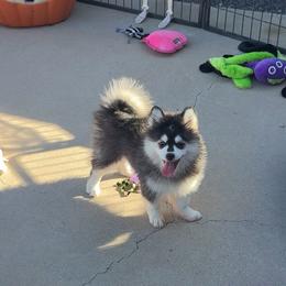 Saint - Black and white male Pomsky puppy in Casa Grande, Arizona from Arizonas Pomsky Squad