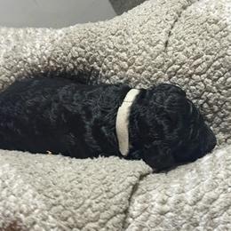 White striped collar - Black male Labradoodle puppy in Mc Cook, Nebraska from Powers Doodles
