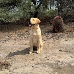 Oakley - Yellow male Labrador Retriever puppy in Paulden, Arizona from Carefree Samoyeds & Deserthills Labradors