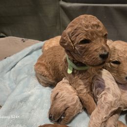 Poodle Puppies from Salina Querna