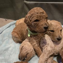 Poodle Puppies from Salina Querna