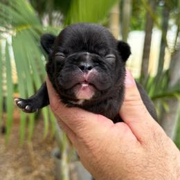 Dante - Brindle male French Bulldog puppy in Largo, Florida from Big Daddy Frenchies