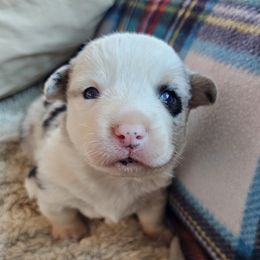AKC - Quad Clear Merle - Boy 3 - Blue merle and white male Cardigan Welsh Corgi puppy in Tombstone, Arizona from WeVolution Off-Grid