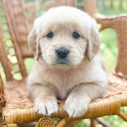Love Muffin - Golden female Golden Retriever puppy in Commerce, Georgia from Chirping Meadows Goldens