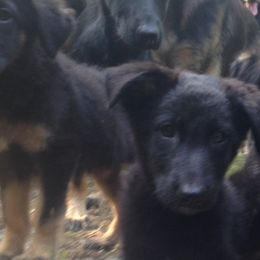 German Shepherds from Witmer Shepherds