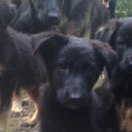 German Shepherds from Witmer Shepherds