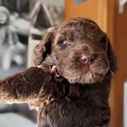 Atlas - Chocolate male Goldendoodle puppy in Pine Grove, California from Lundee Doodles