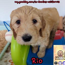 Rio - Cream female Goldendoodle puppy in Santa Cruz, California from Lu Doodles
