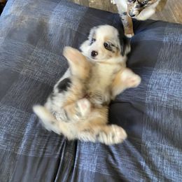 Miniature Australian Shepherd and Toy Australian Shepherd Puppies from Rye Hill Aussies