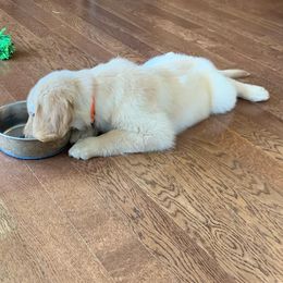 Golden Retriever, Goldendoodle, and Sheepadoodle Puppies from Guppy Puppies
