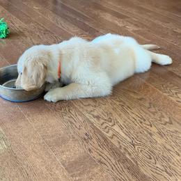 Golden Retriever, Goldendoodle, and Sheepadoodle Puppies from Guppy Puppies