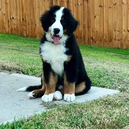 Bernese Mountain Dog Puppies from D’S Bernese Mountain Dogs