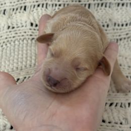 Goldendoodle Puppies from Sweet Doodles of Alabama