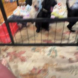 Heritage - green collar - Black female Poodle puppy in Lebanon, Ohio from Lucky's Legacy