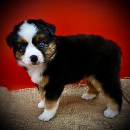Lorena - Black tri female Miniature American Shepherd puppy in Valley Springs, California from Raindance Ranch