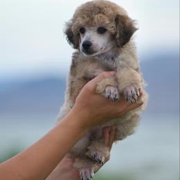 Feyre - Sable female Poodle puppy in Orem, Utah from First Class Poodles