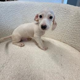 Boy 1 - Piebald male Dachshund puppy in Spokane, Washington from Dearhaven Doxie