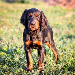 Sasha - Black and tan female Gordon Setter puppy in Gordonville, Pennsylvania from Blue Ribbon Setters