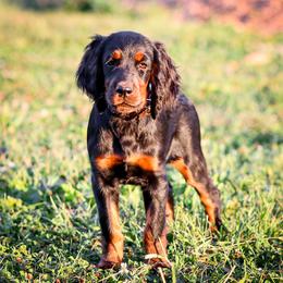Sasha - Black and tan female Gordon Setter puppy in Gordonville, Pennsylvania from Blue Ribbon Setters