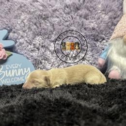 F2 cream red - Cream female Dachshund puppy in Carthage, Texas from Rafter C Ranch Doxies