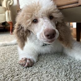 Pembroke Welsh Corgi and Poodle Puppies from Blue Diamond Kennel
