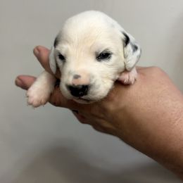 Scarecrow - White and black male Dalmatian puppy in Chehalis, Washington from Dalmatian Vacation