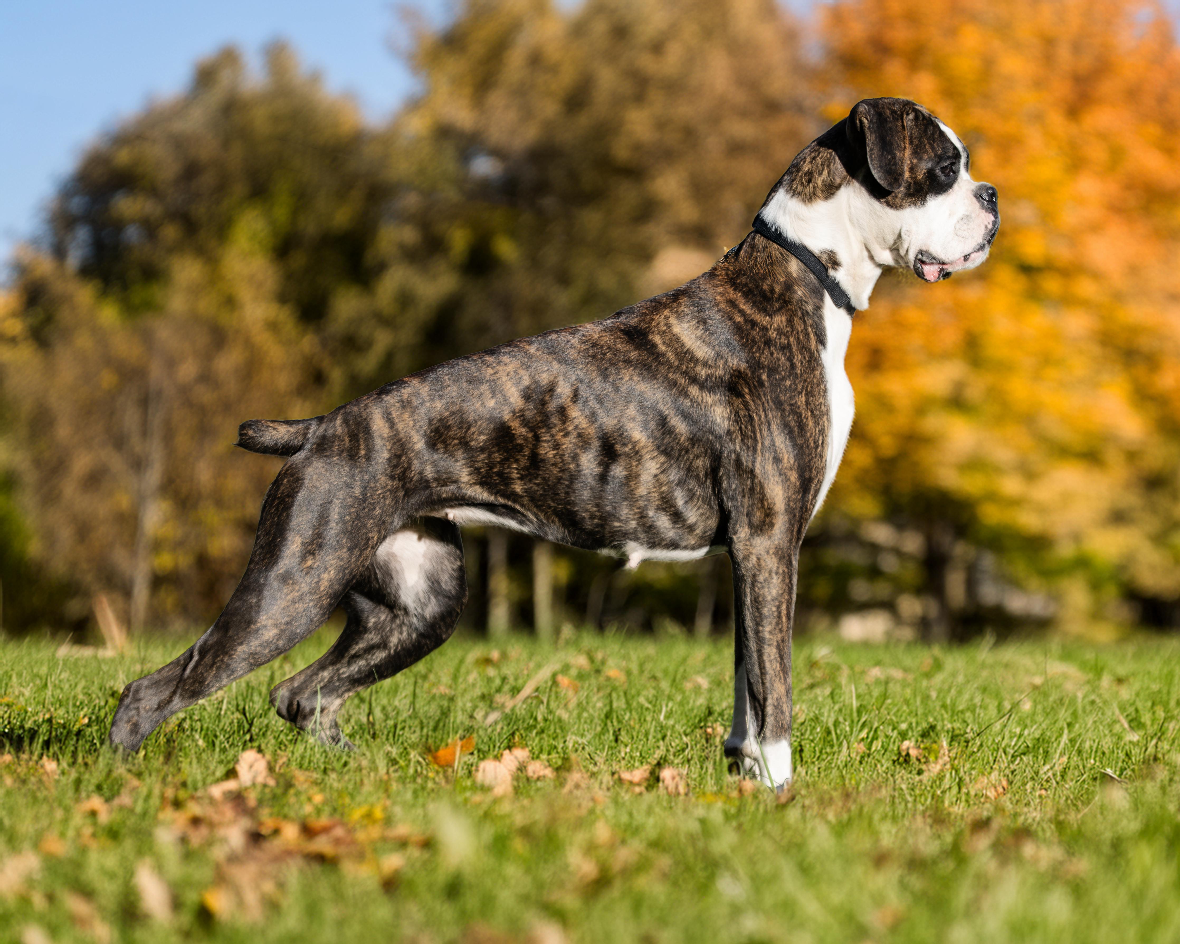 Cora