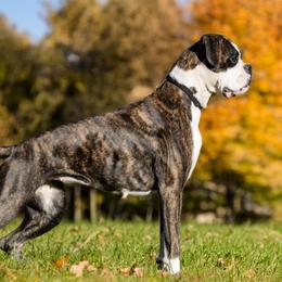 Cora - Boxer