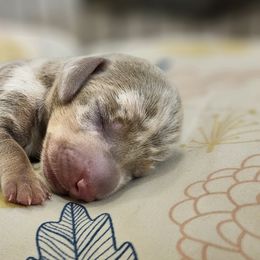 Dachshunds from Sweet as Honey Weenies