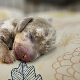 Dachshunds from Sweet as Honey Weenies