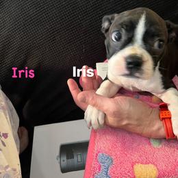 Boston Terrier Puppies from Bandloki Boston Terrier