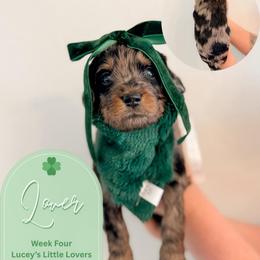 Lover - Merle female Goldendoodle puppy in California City, California from Summer Sun Doodles
