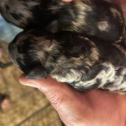 Red collar - Merle female Bernedoodle puppy in Cody, Wyoming from Yellowstone Breeders