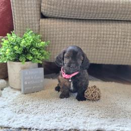 F1B Meet Layla :) - Brown female Cavapoo puppy in Centerville, Iowa from Barnyard Dachshunds, Dals & Doodles