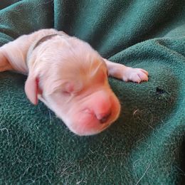 Gray - Golden male Golden Retriever puppy in Lucasville, Ohio from Halo Kennels