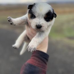 Asteroid - Blue mottled male Australian Cattle Dog puppy in Ellensburg, Washington from Boondock Bandits