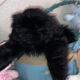 Lucy - Shih Tzu