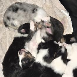 Shetland Sheepdog puppies from Stafford Shelties