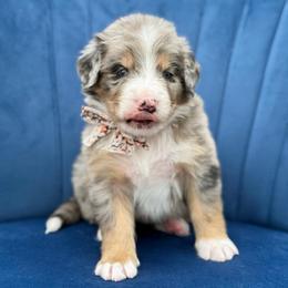 Elsa UNFURNISHED - Blue merle female Bernedoodle puppy in Bellville, Ohio from Bernedoodle Buddies