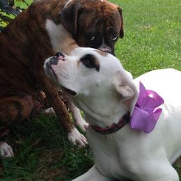 Boxers from Appalachian Boxers