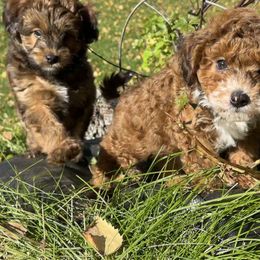 Aussiedoodle Puppies from Paisleys Doodles AK