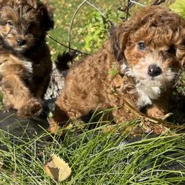 Aussiedoodle Puppies from Paisleys Doodles AK