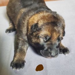 Boy 2 - Sable German Shepherd puppy in Mead, Colorado from North Creek German Shepherds