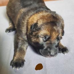 Boy 2 - Sable German Shepherd puppy in Mead, Colorado from North Creek German Shepherds