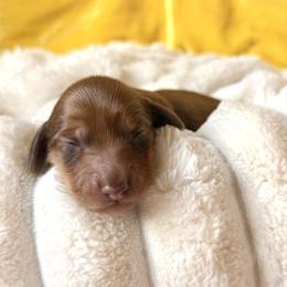 Adams - Chocolate and tan male Dachshund puppy in Austin, Texas from Duchess Daphne's Doxie Empire