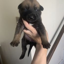 Belgian Malinois, Bull Terrier, and Dutch Shepherd Puppies from ROSC K9