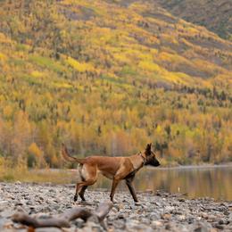 Belgian Malinois Puppies from Ak Hell Hounds