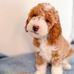 Jessie - Apricot female Goldendoodle puppy in Lakeland, Florida from Rolling Oak Doodles
